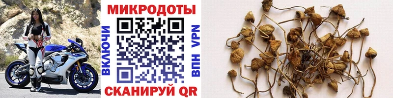 Псилоцибиновые грибы мицелий  KRAKEN ONION  Александровское 